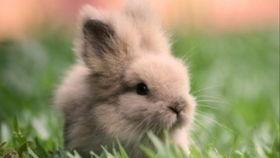 小兔吃瓜视频在线观看免费,欢乐无限，免费观看，畅享夏日